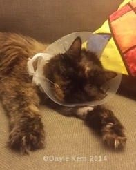 Erni the Cat - post surgery